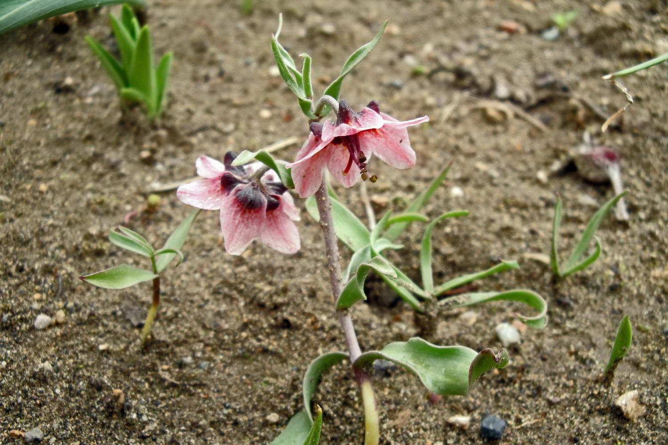 Изображение особи Rhinopetalum gibbosum.