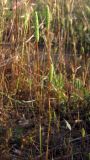 Phleum subulatum