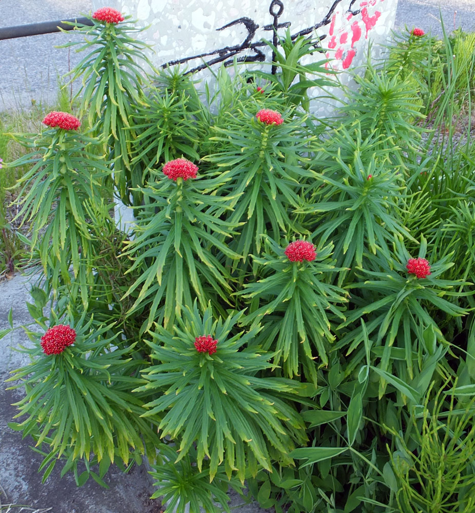 Image of Rhodiola linearifolia specimen.