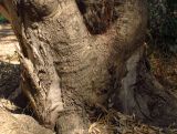 Eucalyptus camaldulensis. Прикорневая часть ствола. Израиль, Шарон, Хадера, старый насаженный эвкалиптовый лес. 21.06.2012.