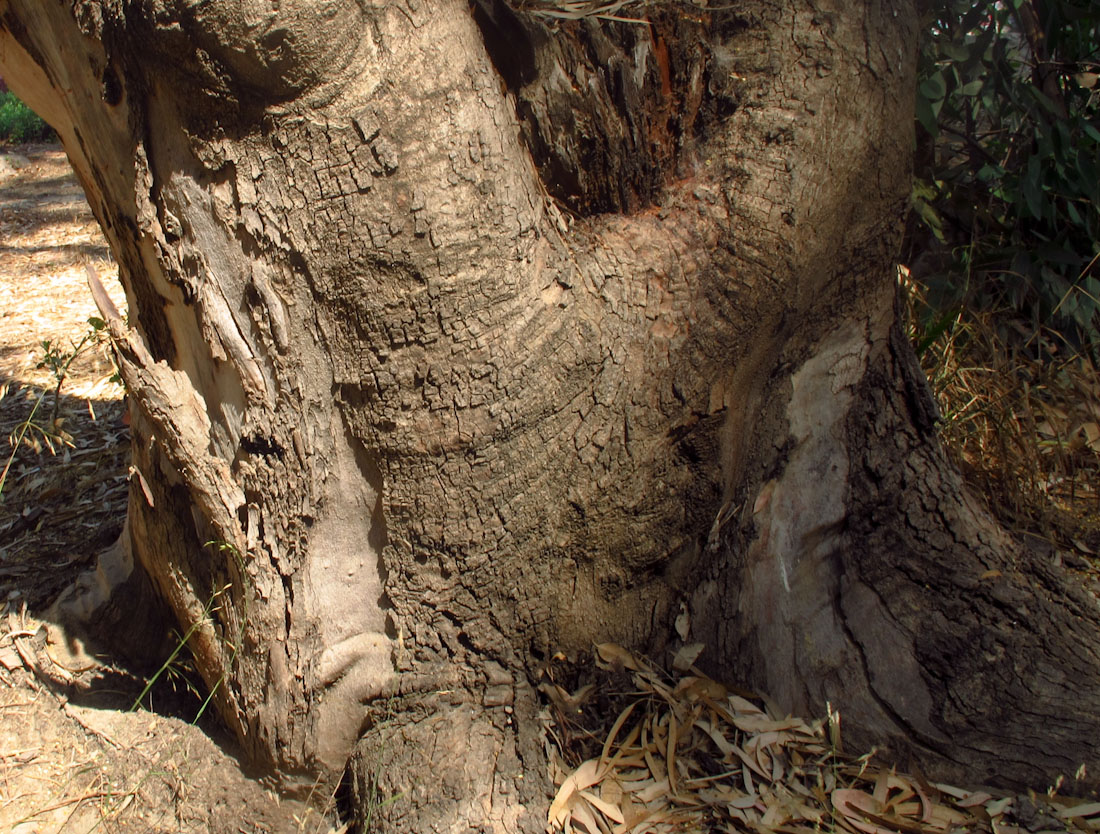 Изображение особи Eucalyptus camaldulensis.