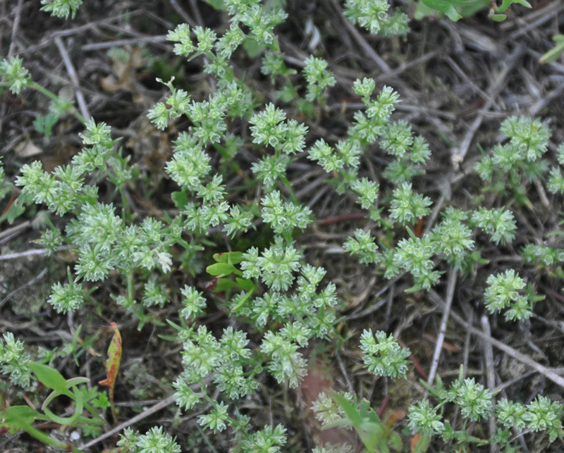 Изображение особи род Scleranthus.