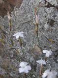 Dianthus cretaceus