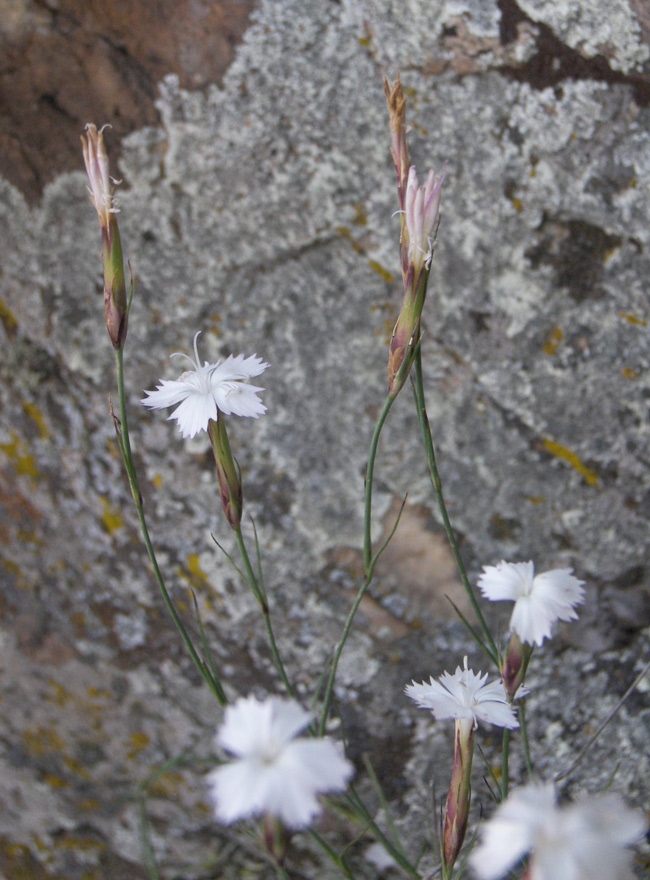 Изображение особи Dianthus cretaceus.