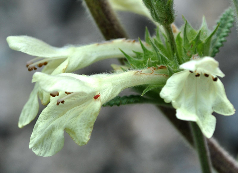 Image of Betonica ossetica specimen.