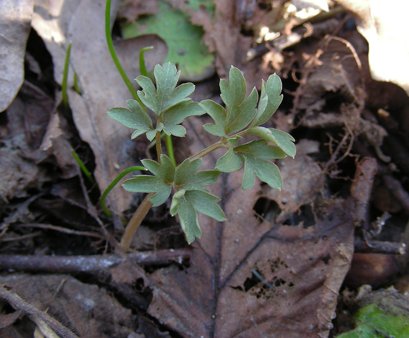 Image of Adoxa moschatellina specimen.