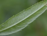 Cirsium setosum