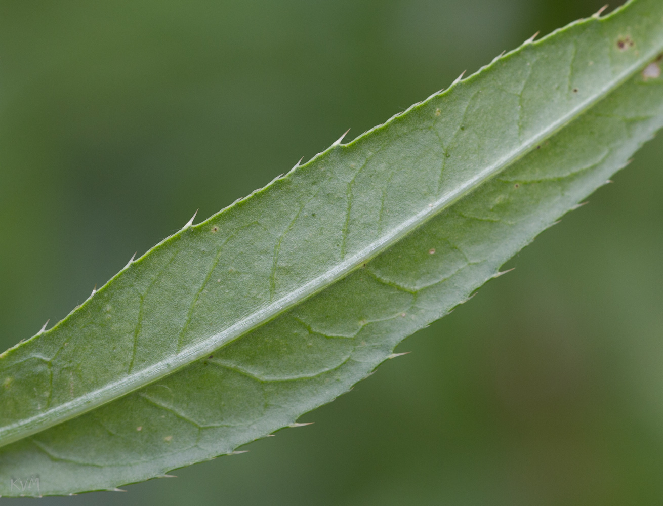 Изображение особи Cirsium setosum.