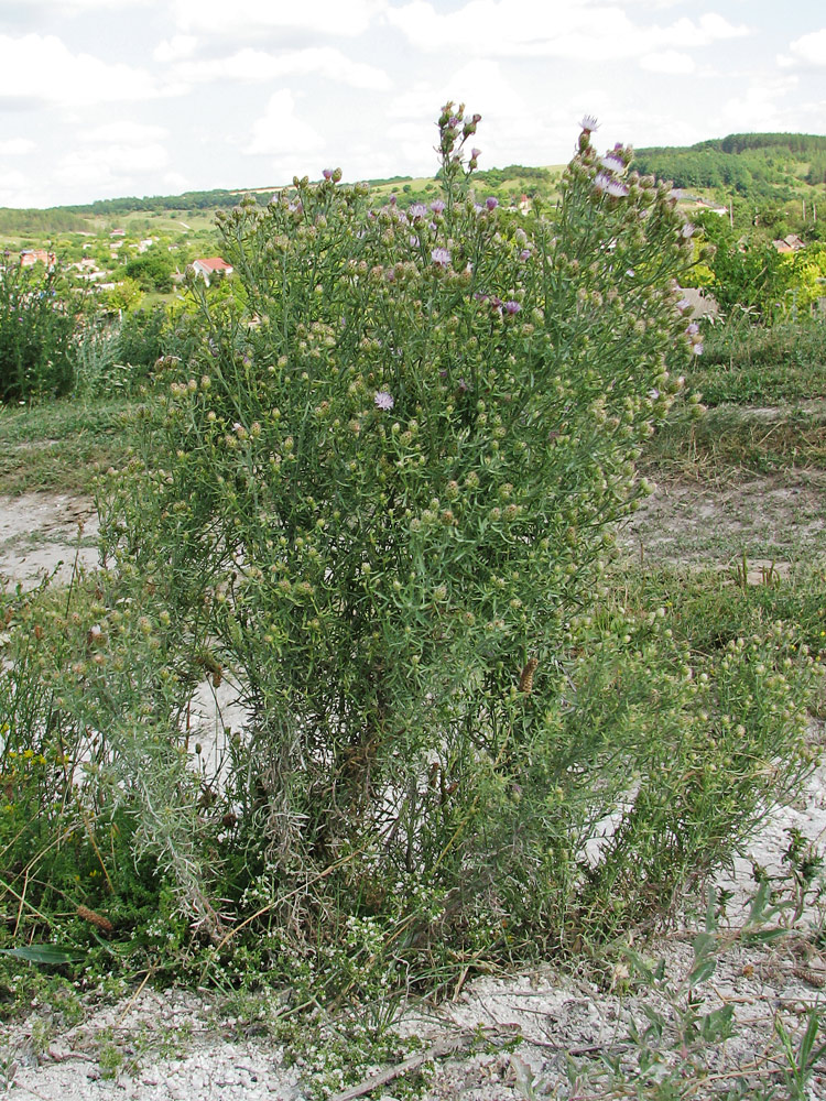 Image of genus Centaurea specimen.