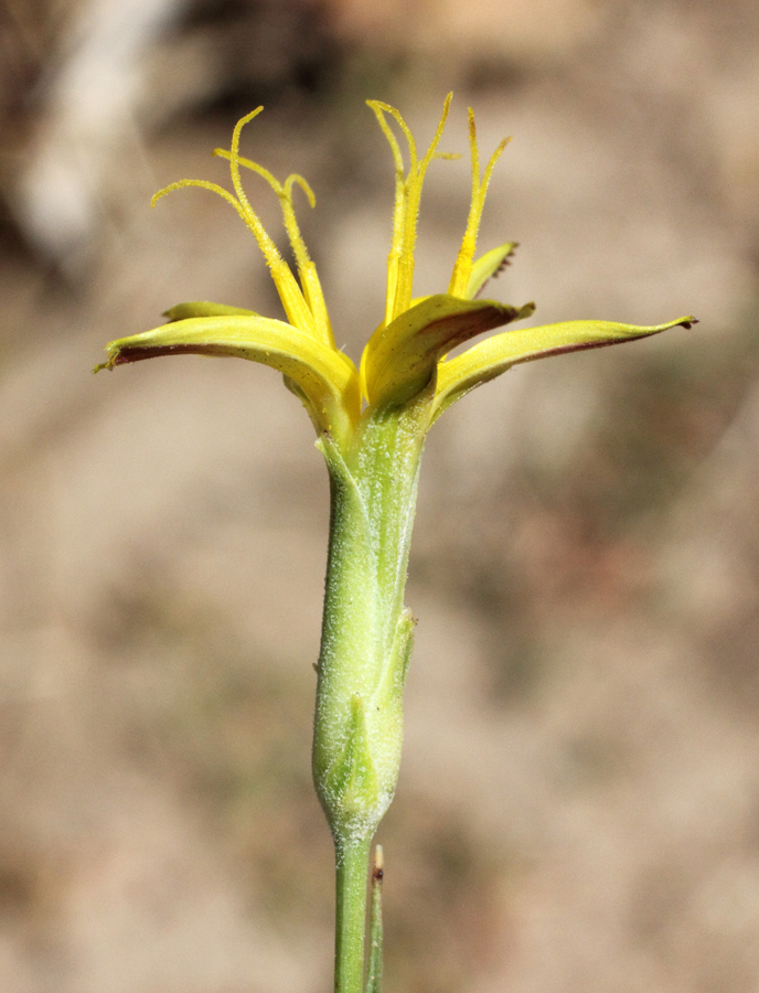 Image of Scorzonera turkestanica specimen.
