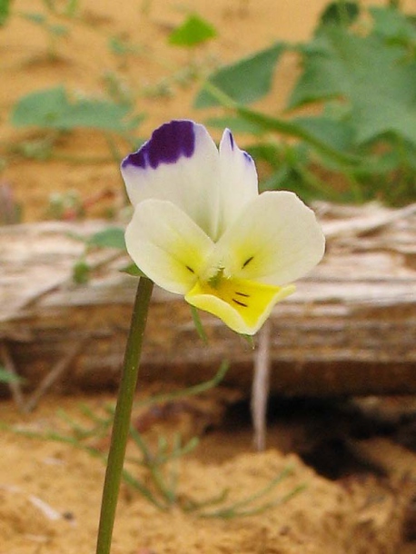 Image of Viola × contempta specimen.