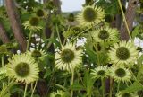 Echinacea purpurea. Соцветия (белоцветковый культивар). Нидерланды, г. Venlo, \"Floriada 2012\". 11.09.2012.