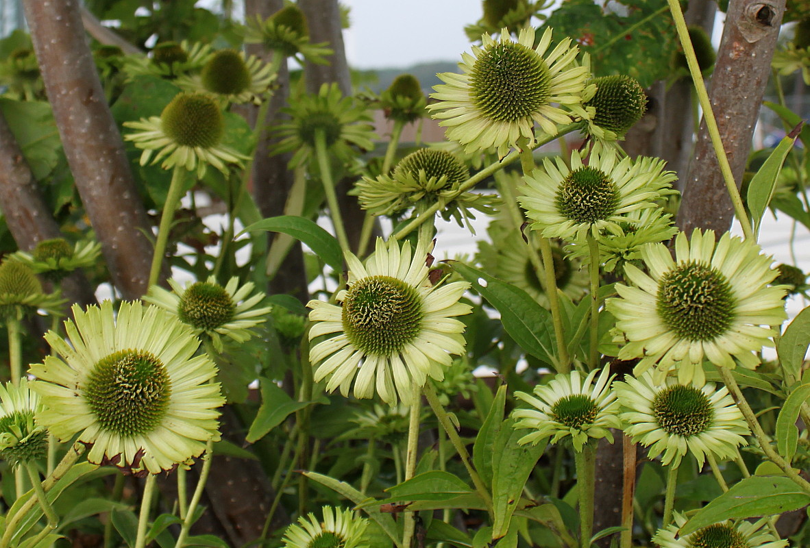 Изображение особи Echinacea purpurea.