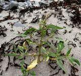 Atriplex nudicaulis