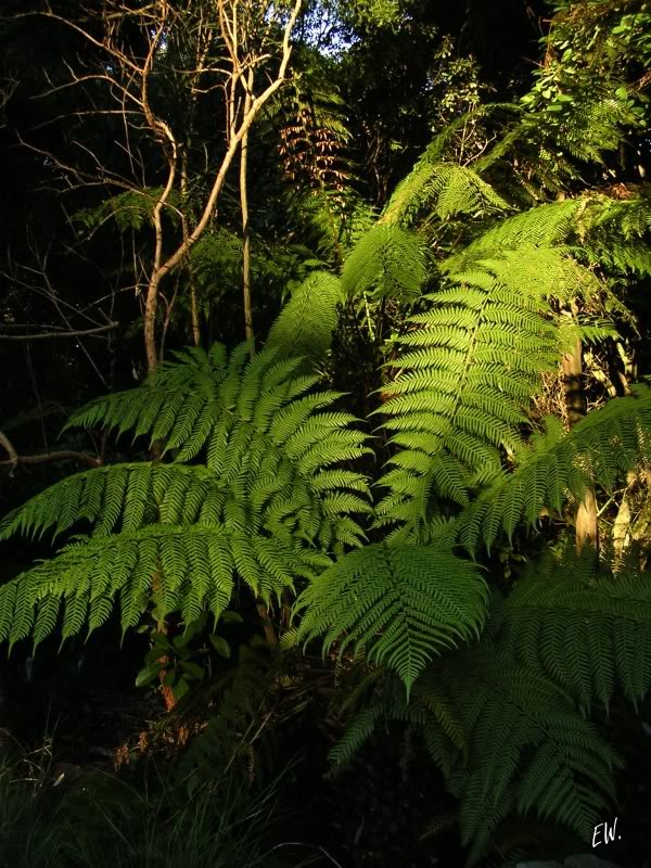 Image of Dicksonia squarrosa specimen.