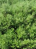Westringia fruticosa