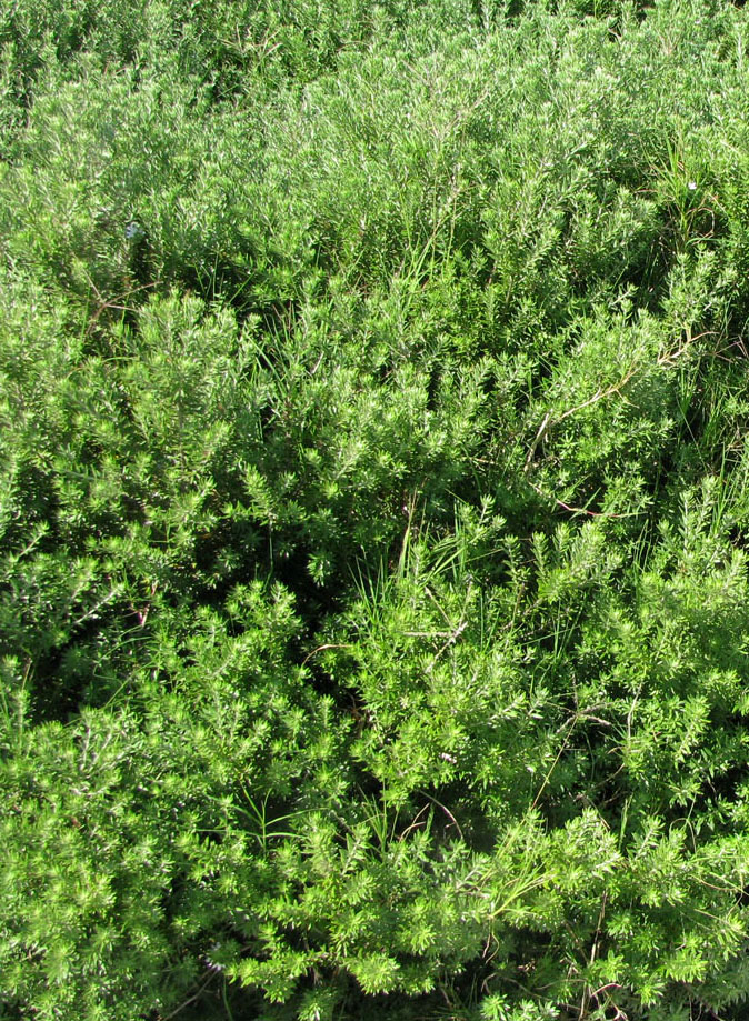 Image of Westringia fruticosa specimen.