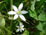 род Ornithogalum