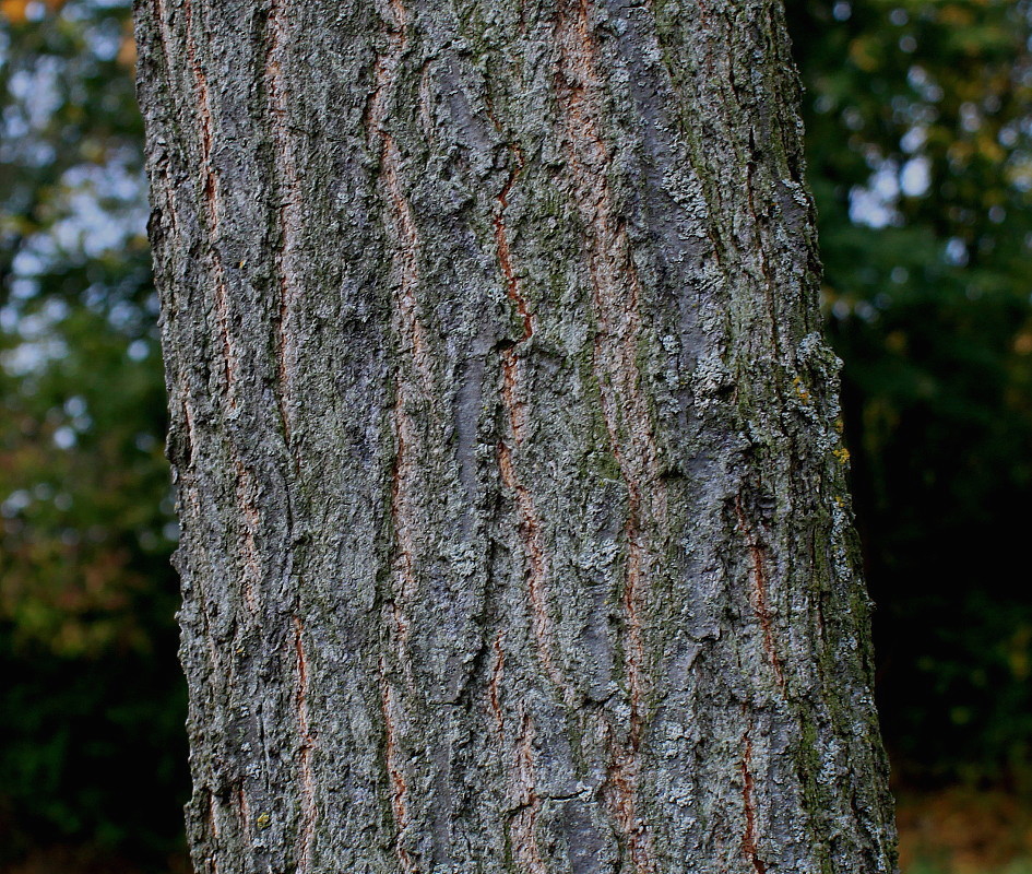 Image of Quercus palustris specimen.