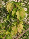 Sambucus racemosa. Побег с листьями в осенней окраске. Окр. Саратова, на щебнистом обнажении мергеля. 8 сентября 2012 г.