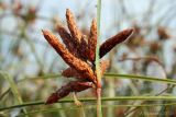 Bolboschoenus glaucus. Соплодие. Ростовская обл., Неклиновский р-н, Лакедемоновское с/п, Беглицкая коса. 16.08.2012.