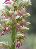 Orchis galilaea. Часть соцветия. Israel, Mount Carmel. 01.03.2006.