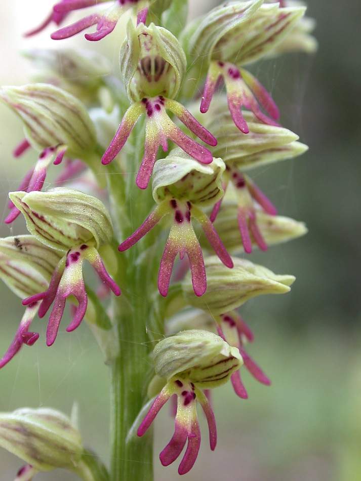 Изображение особи Orchis galilaea.