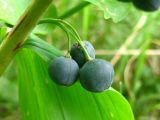 Polygonatum multiflorum