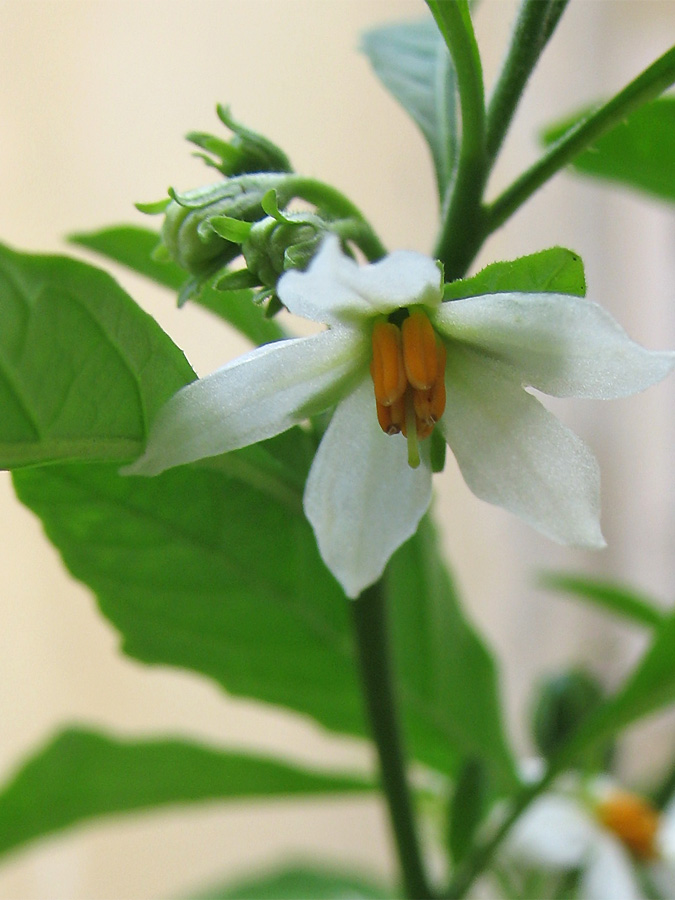 Image of Solanum pseudocapsicum specimen.