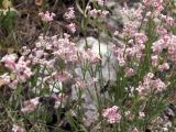 Asperula oppositifolia