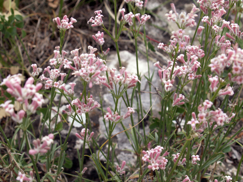 Image of Asperula oppositifolia specimen.