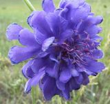 Scabiosa comosa. Соцветие (махровая форма). Иркутская обл., о. Ольхон, окр. фермы Ташкай, берег залива Загли, сухой остепнённый луг. 24.07.2012.