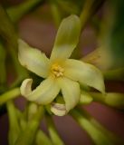 Carica papaya