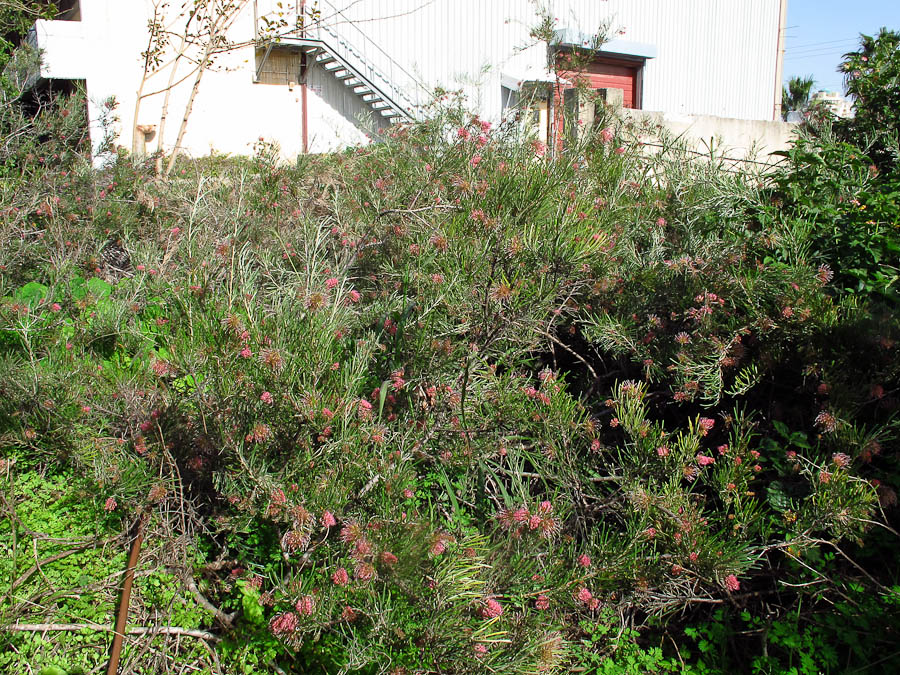 Image of genus Grevillea specimen.