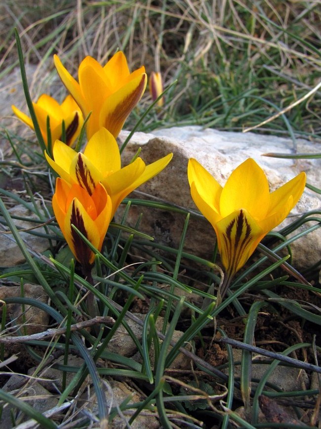 Изображение особи Crocus angustifolius.