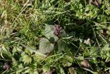 Lamium purpureum. Растение в начале цветения. Германия, г. Кемпен, в городском саду. 05.03.2013.