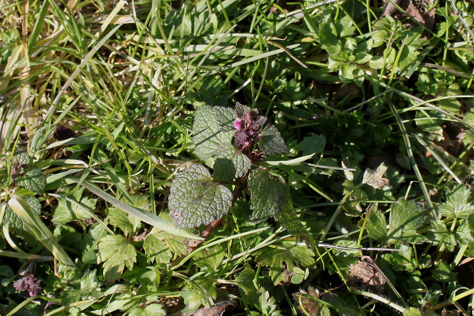 Изображение особи Lamium purpureum.