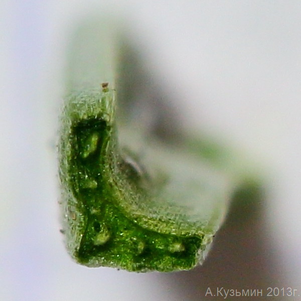 Image of Gagea pusilla specimen.