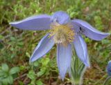 Pulsatilla patens