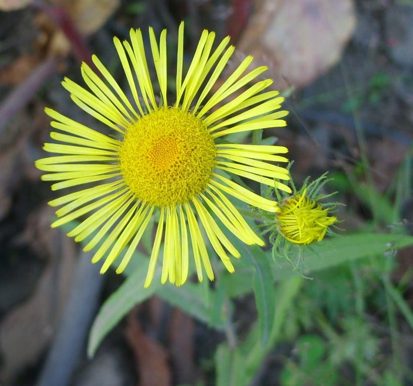 Изображение особи Inula britannica.