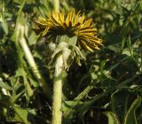 Taraxacum