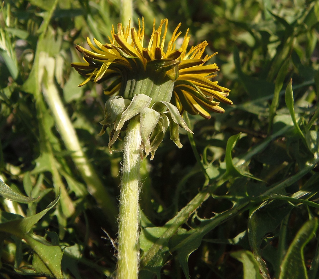 Изображение особи род Taraxacum.