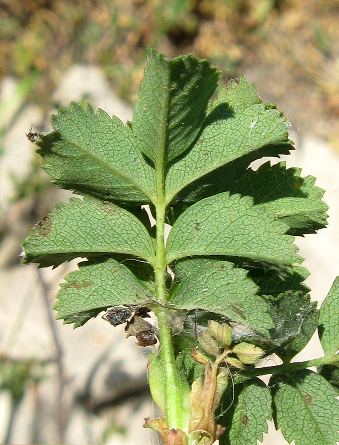Image of Rosa spinosissima specimen.