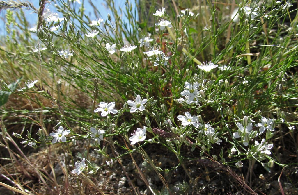 Изображение особи Minuartia leiosperma.