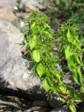 Cruciata taurica
