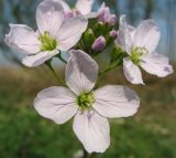 Cardamine pratensis. Соцветие.