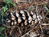 Pinus strobus. Упавшая на землю старая шишка. Ставропольский край, г. Кисловодск, Курортный парк верхний. 01.04.2013.