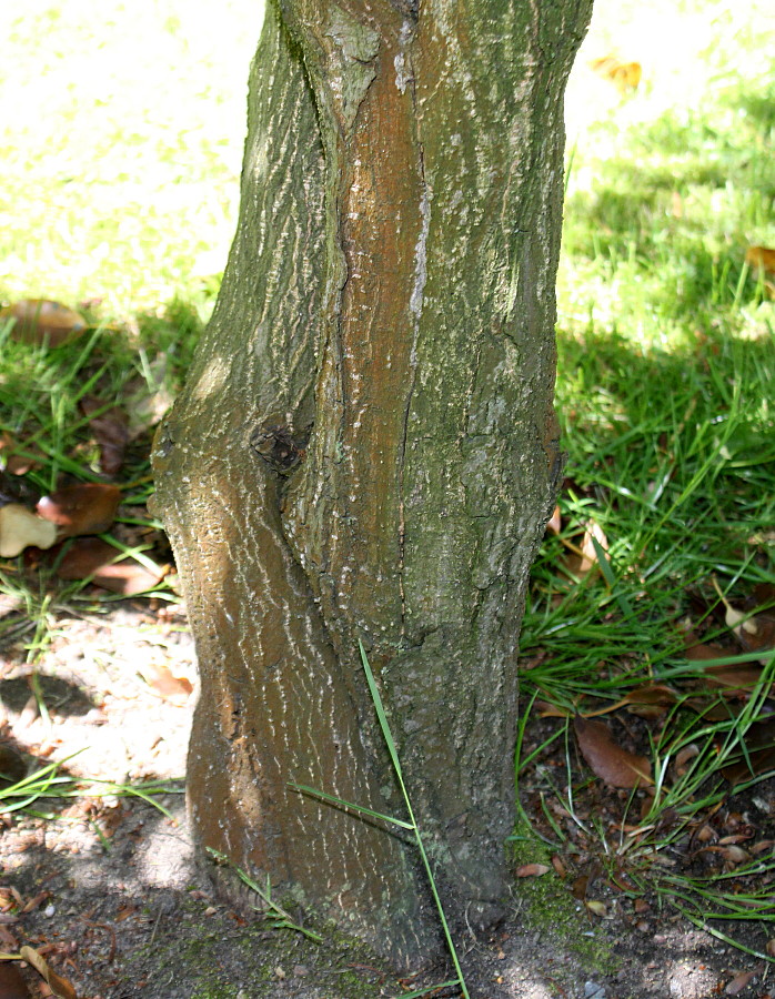 Изображение особи Trochodendron aralioides.