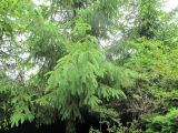 genus Picea