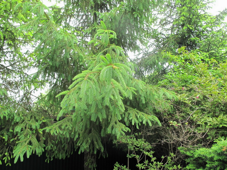 Image of genus Picea specimen.